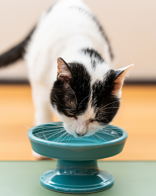 Ceramic Raised Pet Food Bowl 16cm (6.3") Green with a cat 2