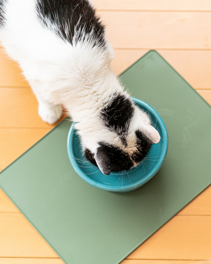 Ceramic Raised Pet Food Bowl 16cm (6.3") Green with a cat from top