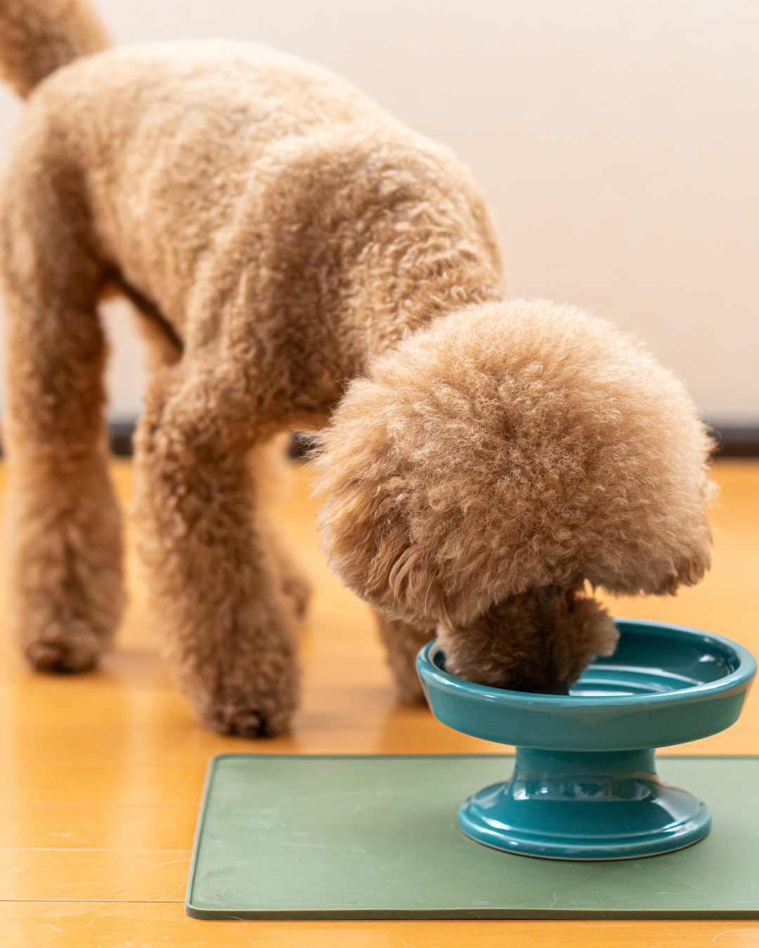 Ceramic Raised Pet Food Bowl 16cm (6.3") Green with a dog