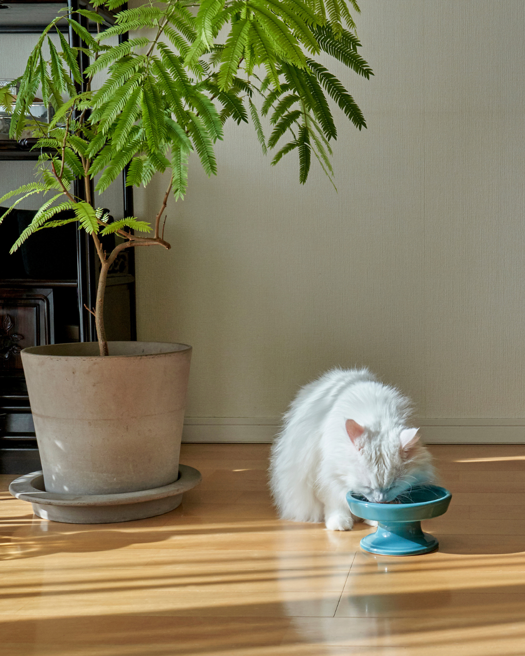 Ceramic Raised Pet Food Bowl 16cm (6.3") Green with a white cat a d plant