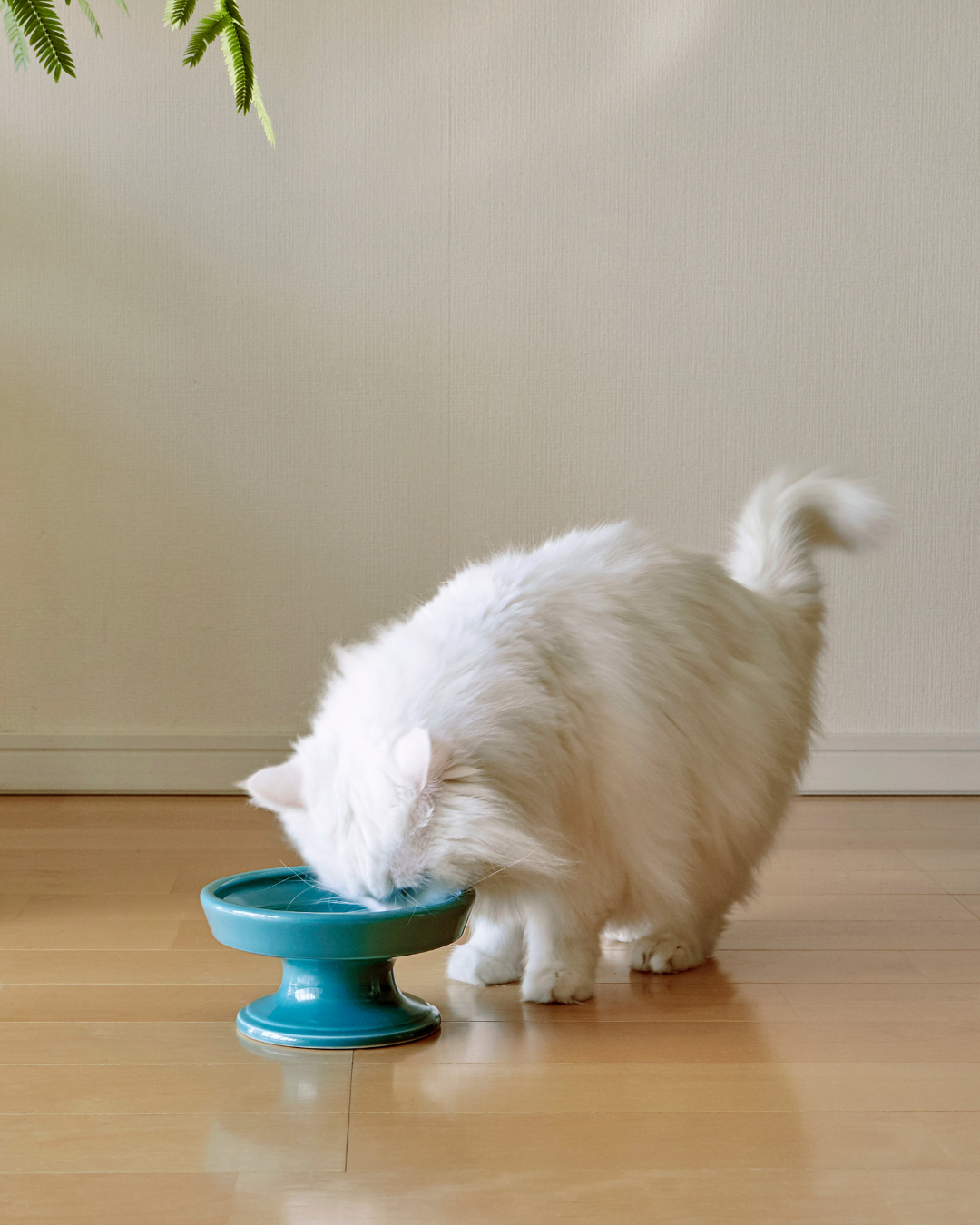 Ceramic Raised Pet Food Bowl 16cm (6.3") Green with a cat 4