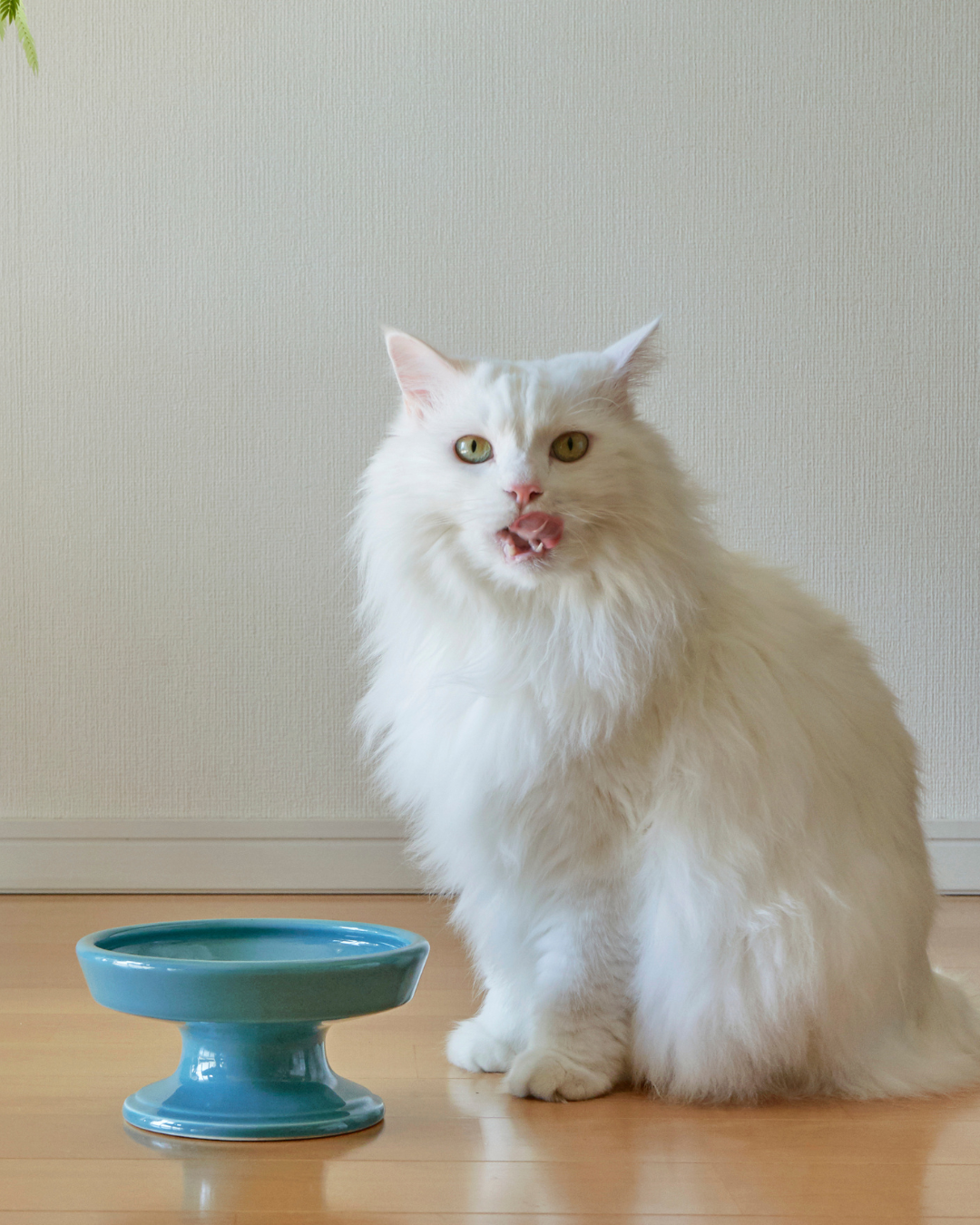 Ceramic Raised Pet Food Bowl 16cm (6.3") Green with a cat 3