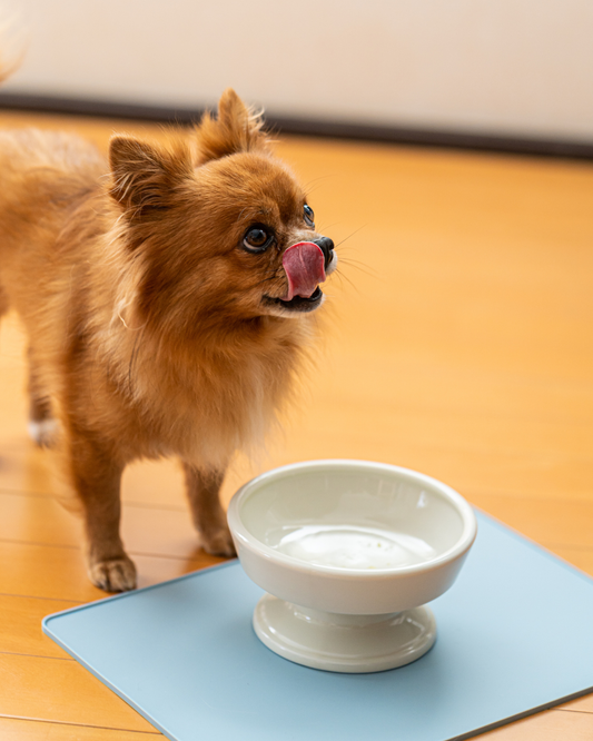Ceramic Raised Pet Water Bowl 16cm (6.3")